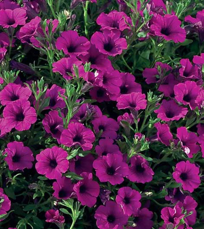 Петуния гибридная Виолет дреам